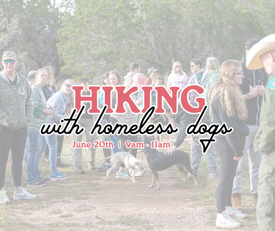 Hiking with Homeless Dogs!