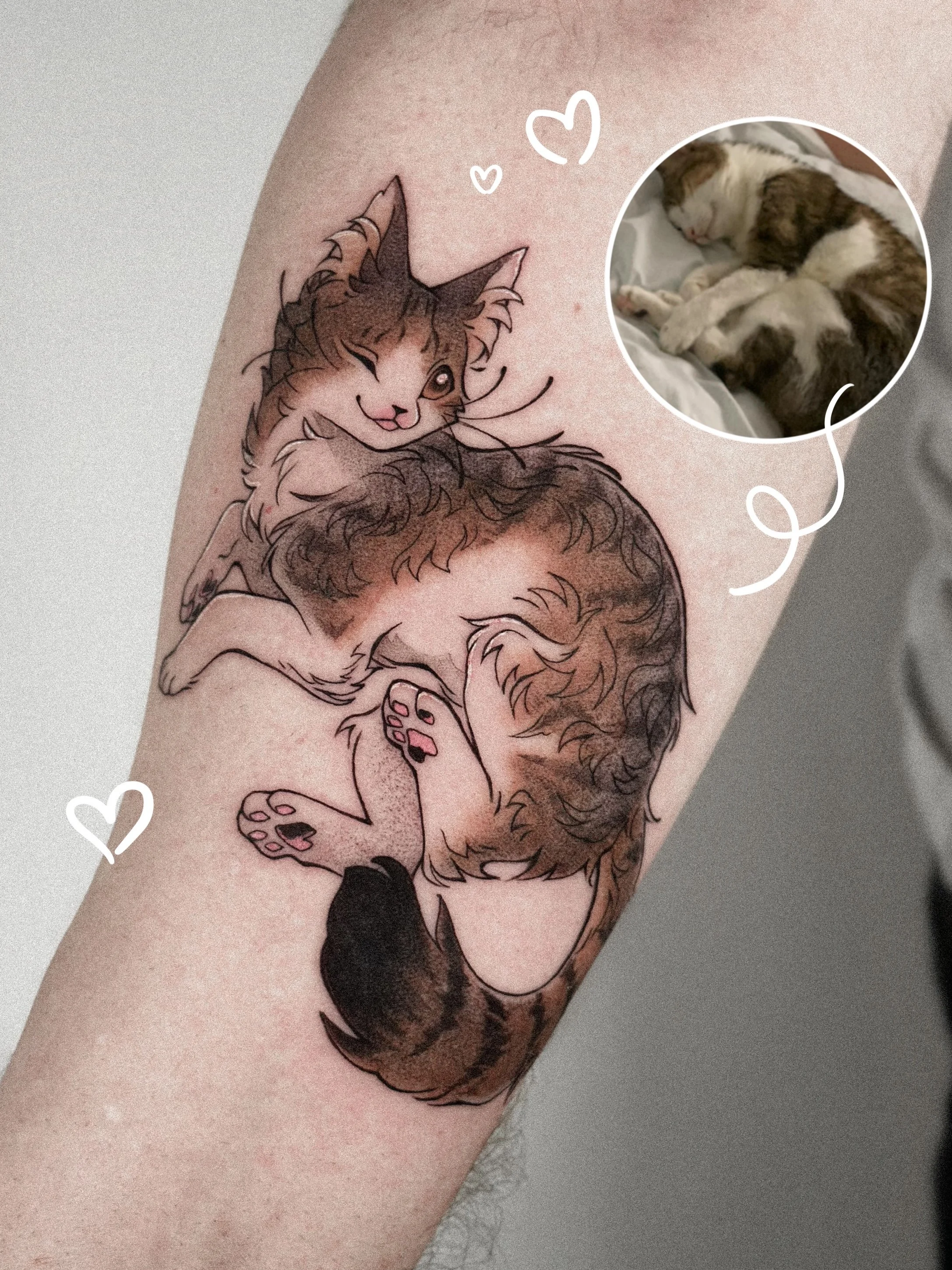 cat cyrill.jpg