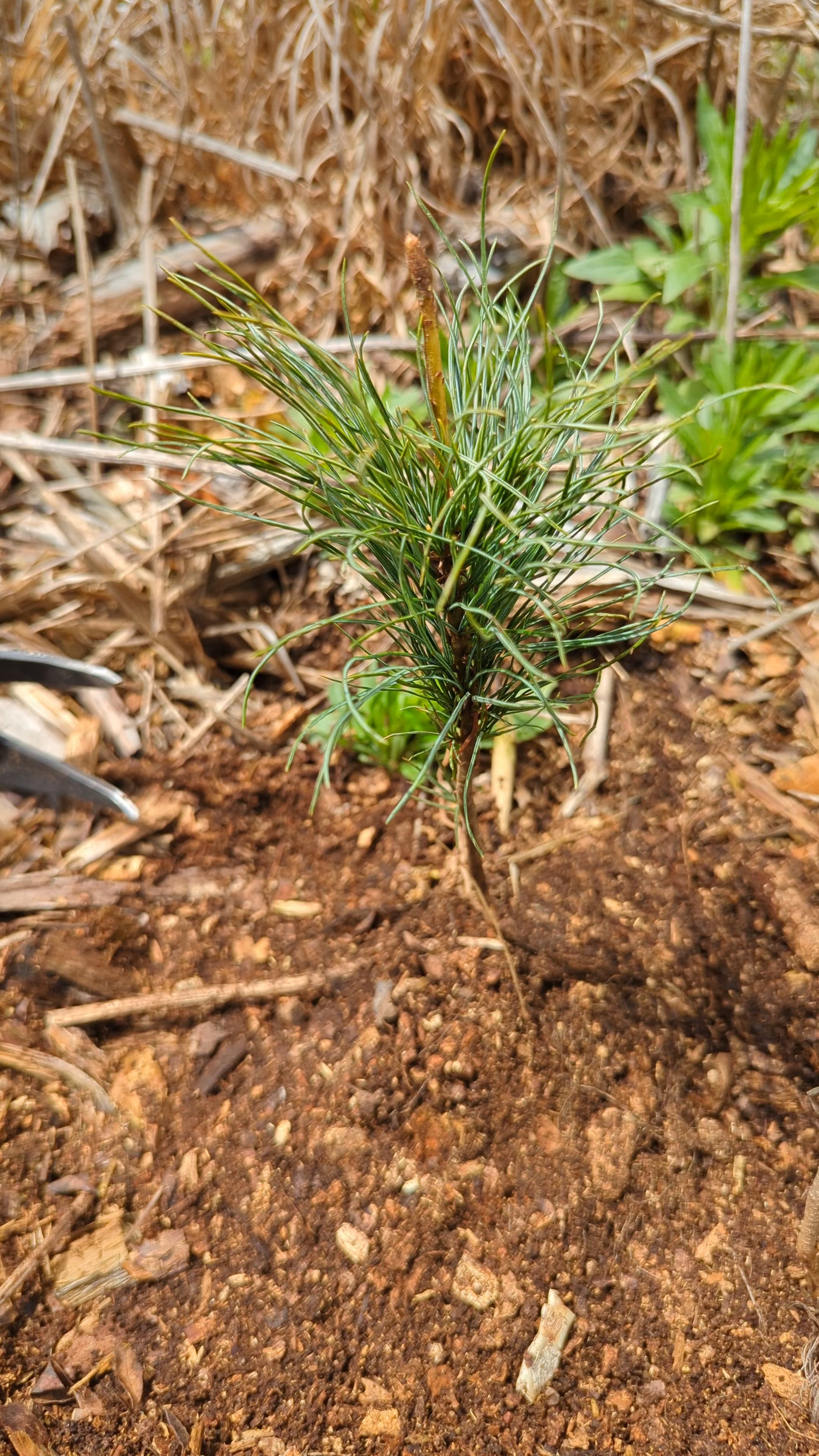 Trees Planted!