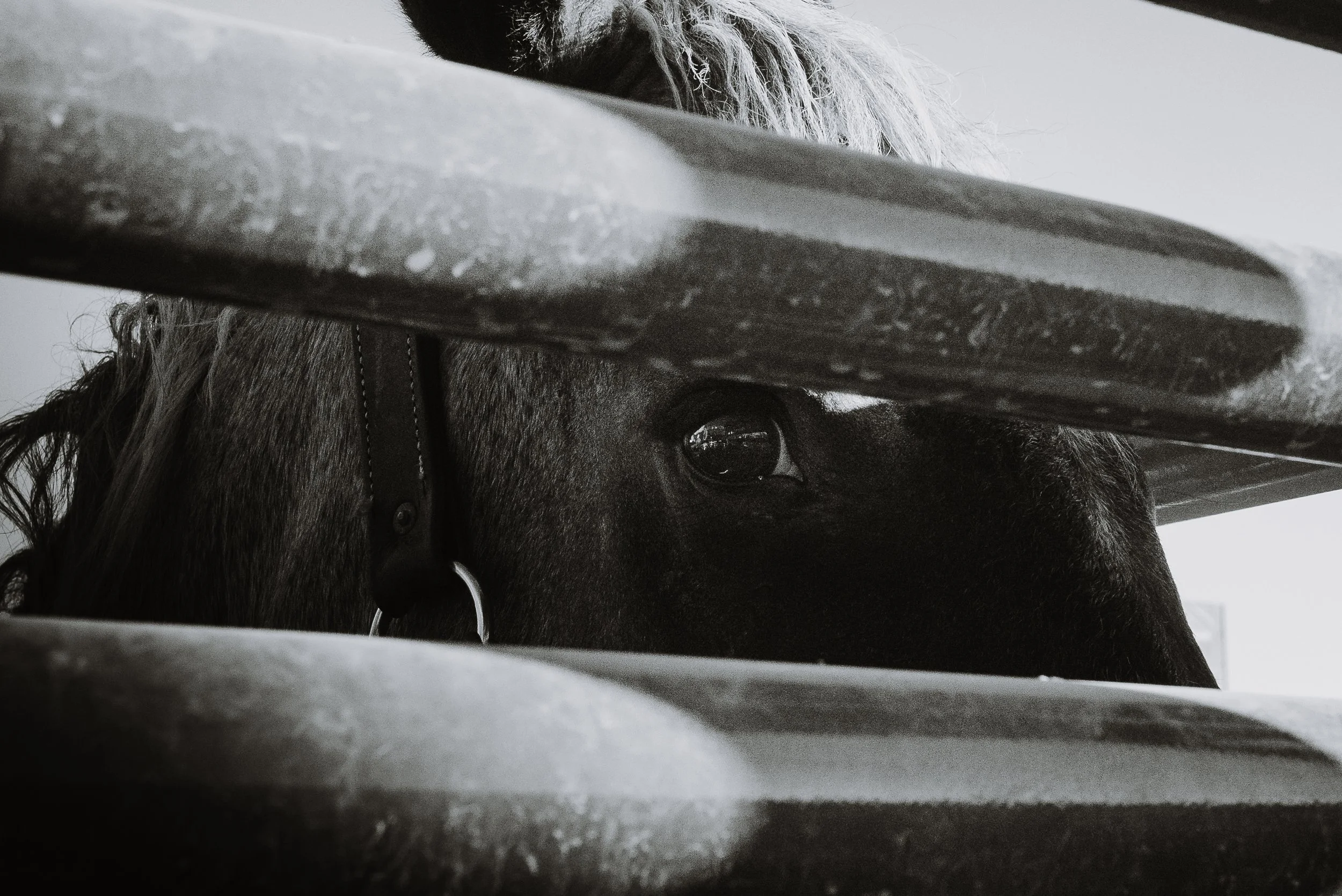 Rodeo-13.jpg