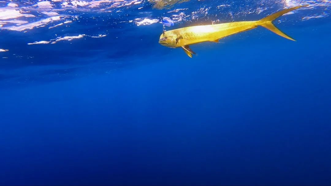 Underwater GoPro Shot of a Mahi 30+ miles off the coast of North Carolina . 