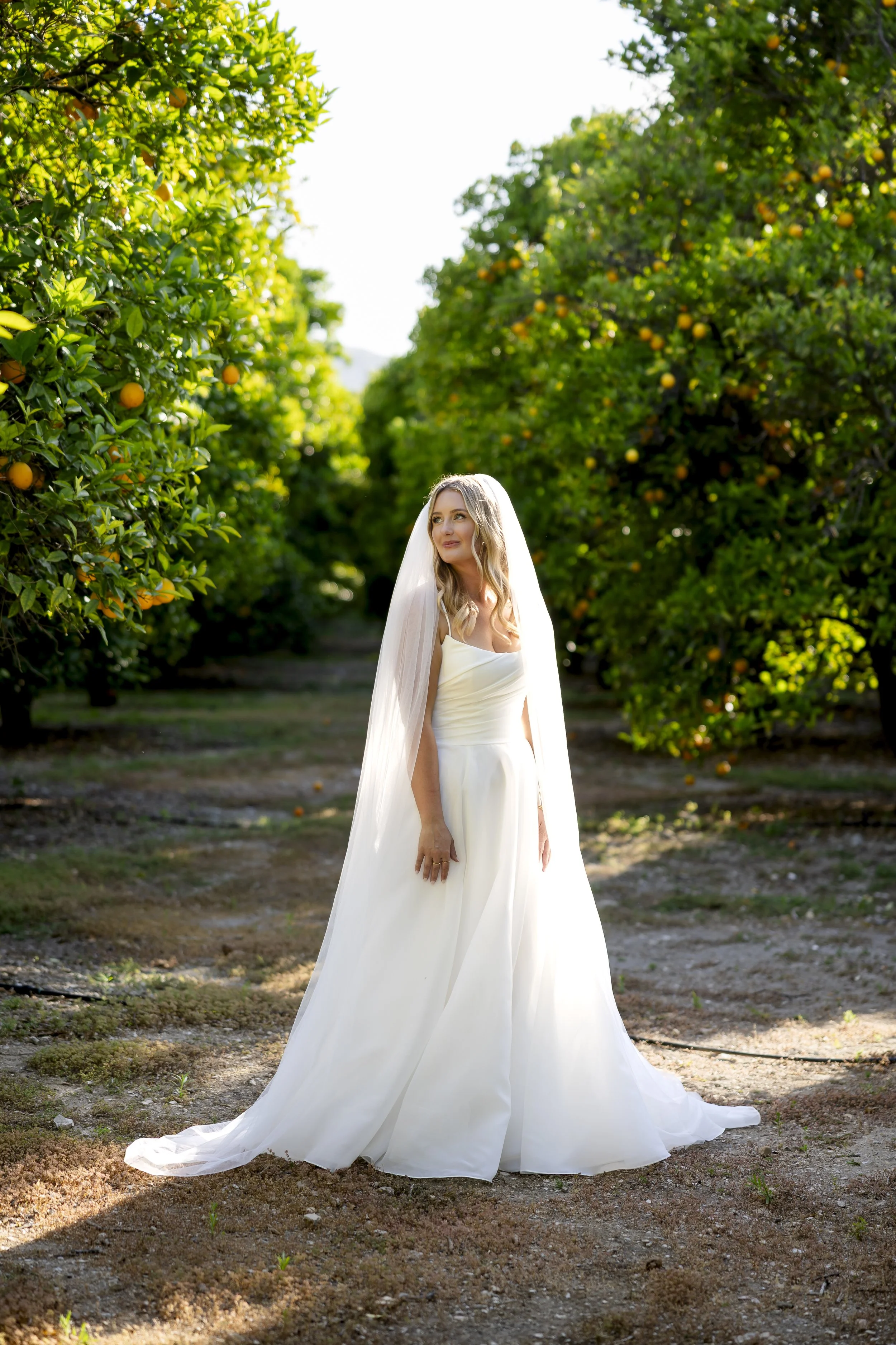 Bride in a white wedding gown and veil standing in an orange grove with trees bearing ripe oranges.