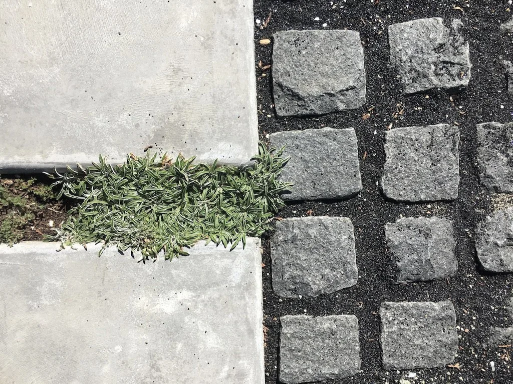 Cobble_Concrete_Dymondia.jpeg