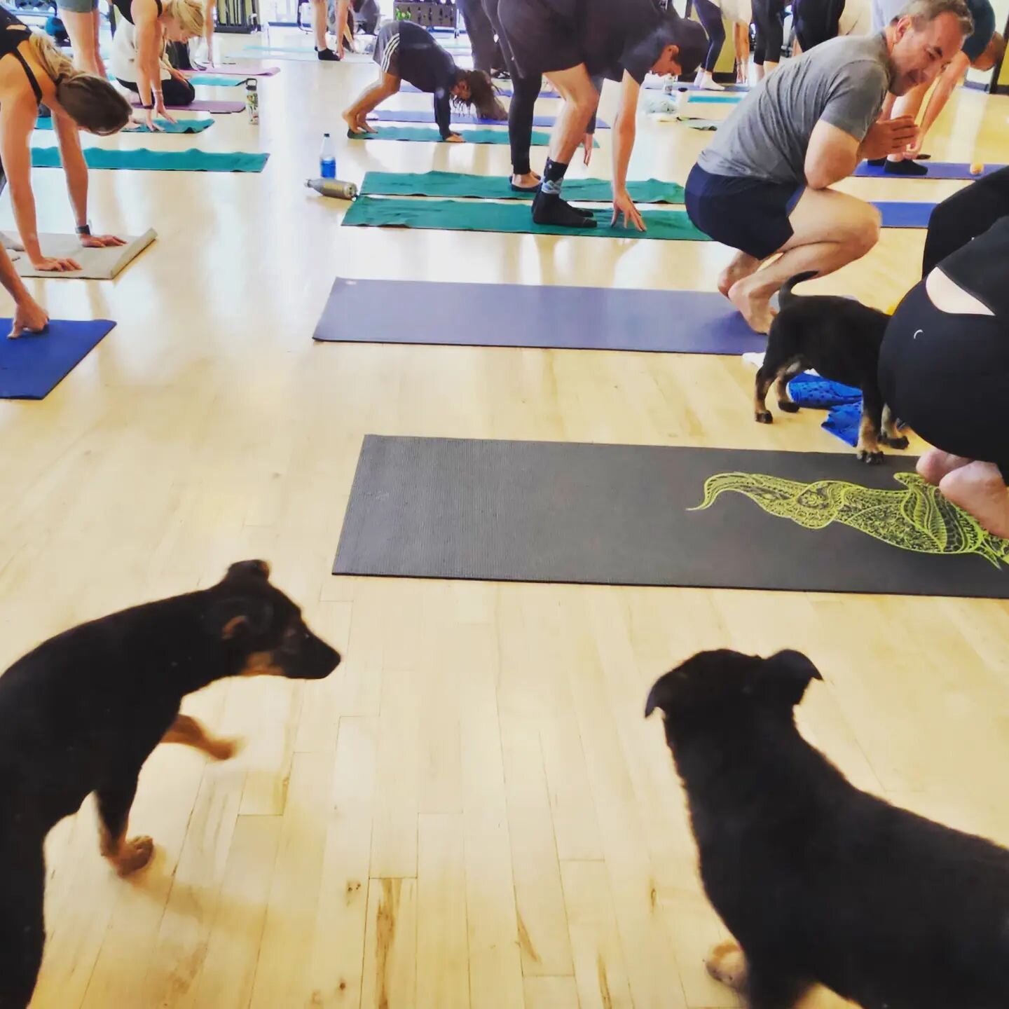 *** PUPPY YOGA ***
there are some fun events at @cactaborcenter
but nothing compares to
#PUPPY #YOGA
(thanks to @rescuepuppyyoga for bringing some adorable GSD pups for adoption and snuggles)