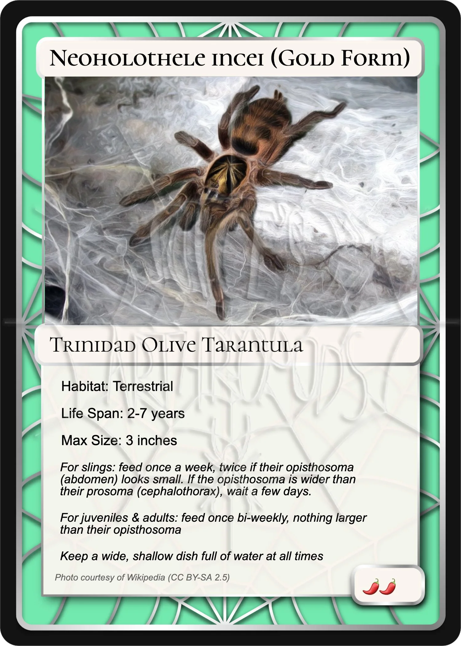 Neoholothele-incei-gold-form-trinidad-olive-card.jpg