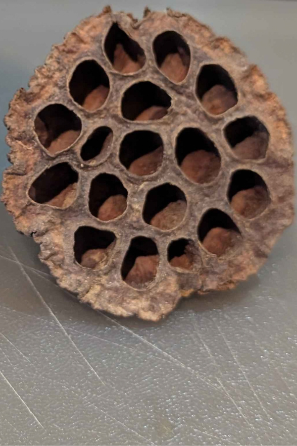 Lotus_Seed_Pod_Head.png