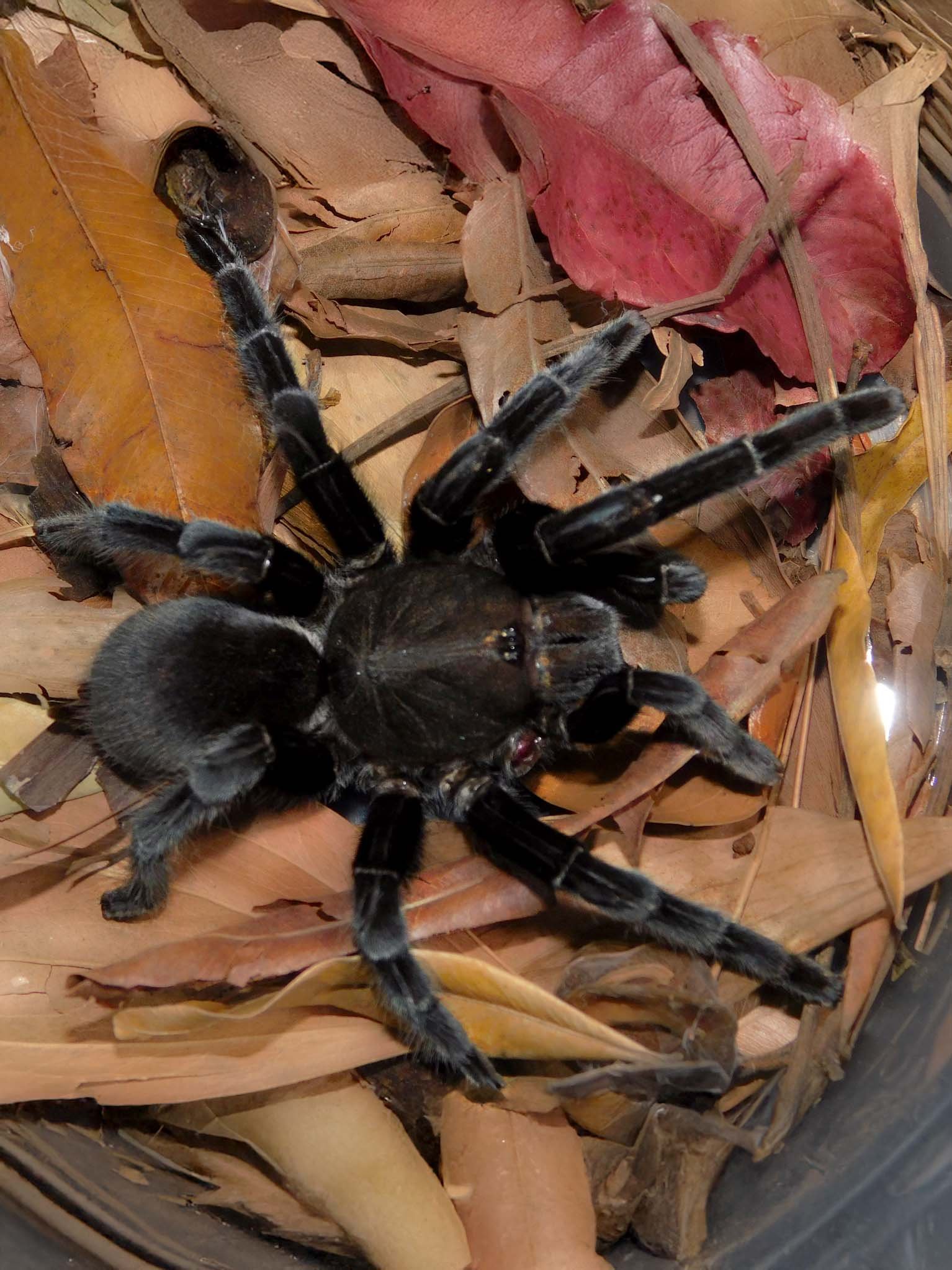 selenocosmia-javanensis-java-yellow-knee-tarantula-1.jpg