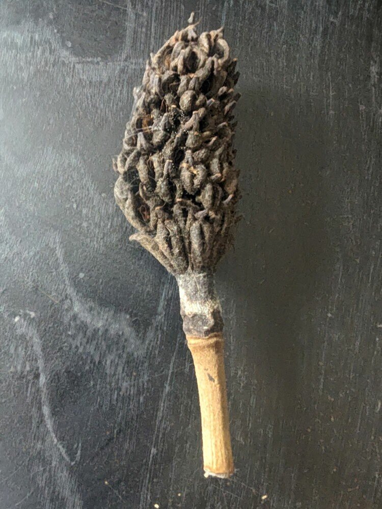 Magnolia Seed Pods (Sanitized)