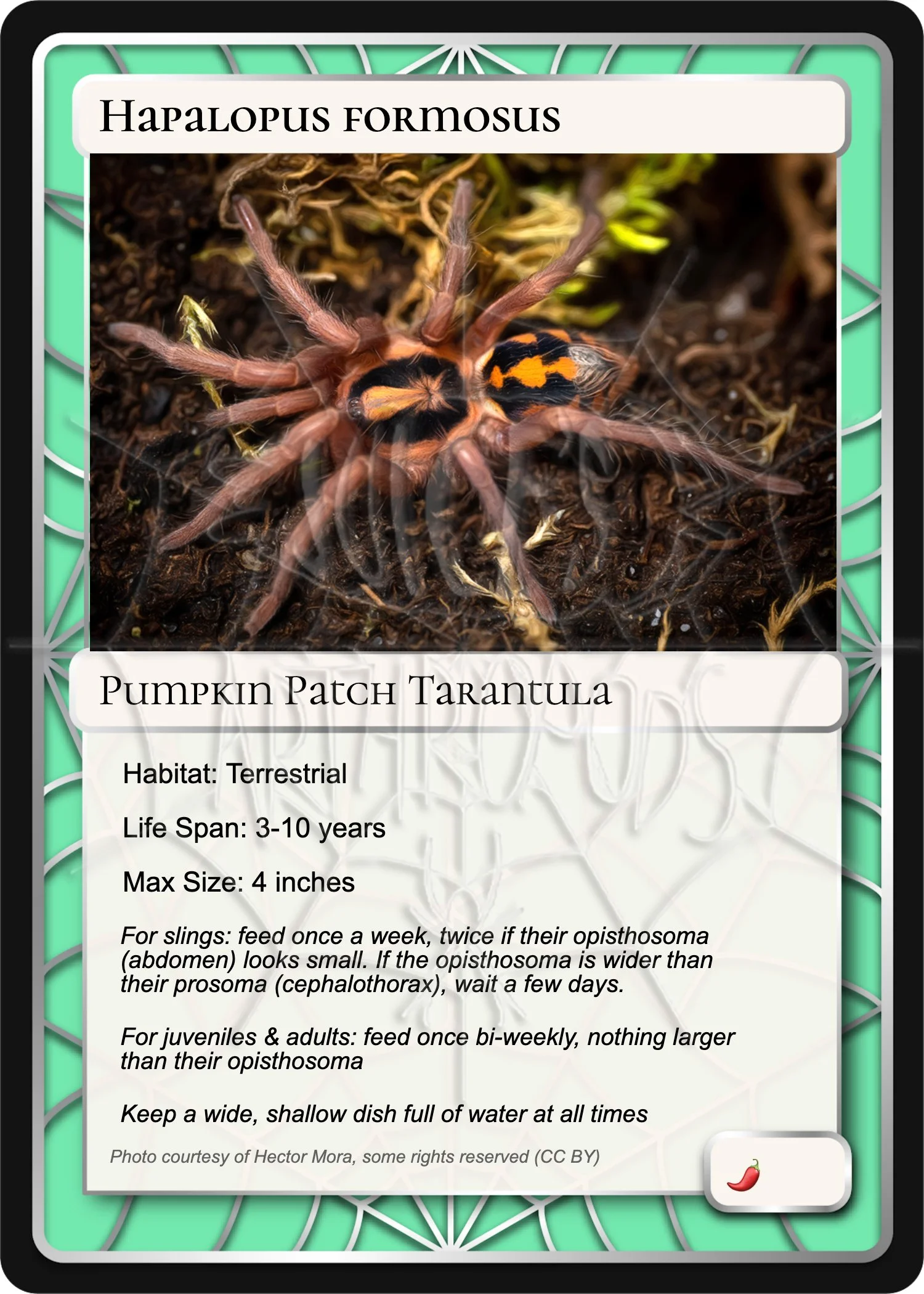 hapalopus-formosus-pumpkin-patch-card.jpg