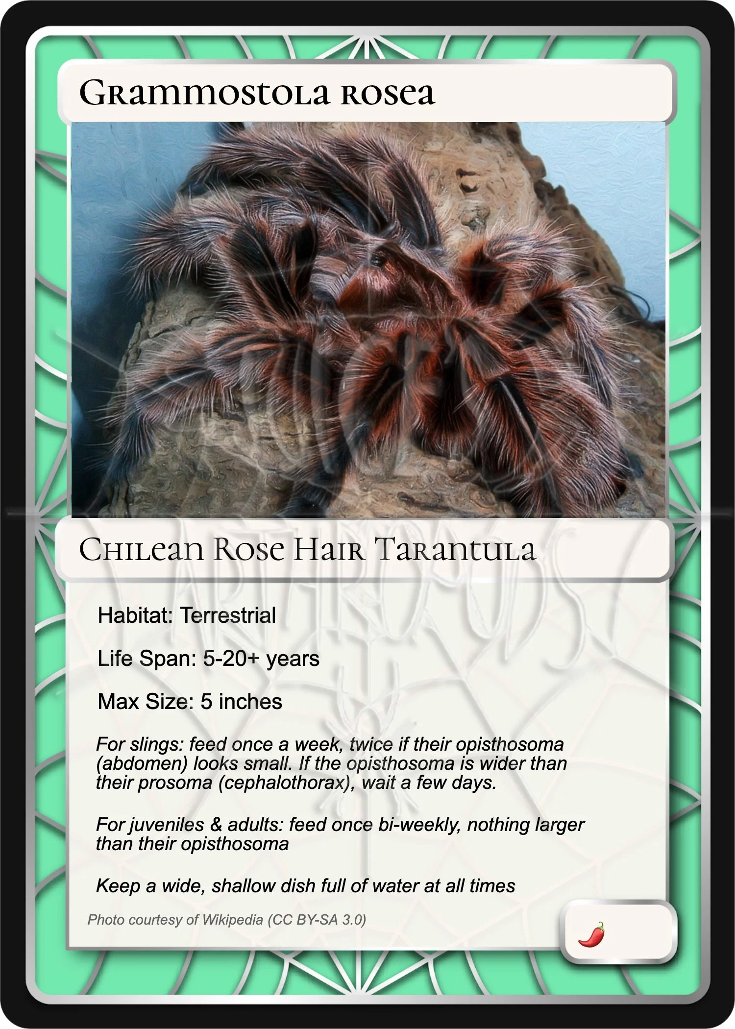 grammostola-rosea-chilean-rose-hair-card.jpg