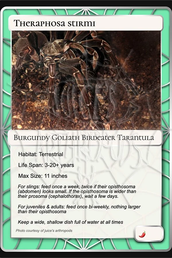 theraphosa-stirmi-burgundy-goliath-birdeater-card.jpg