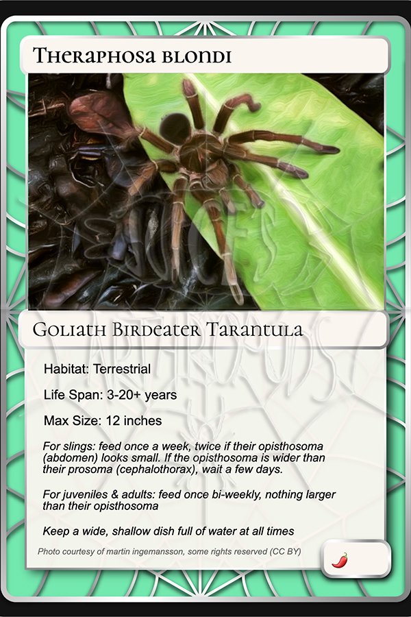 theraphosa-blondi-goliath-birdeater-card.jpg