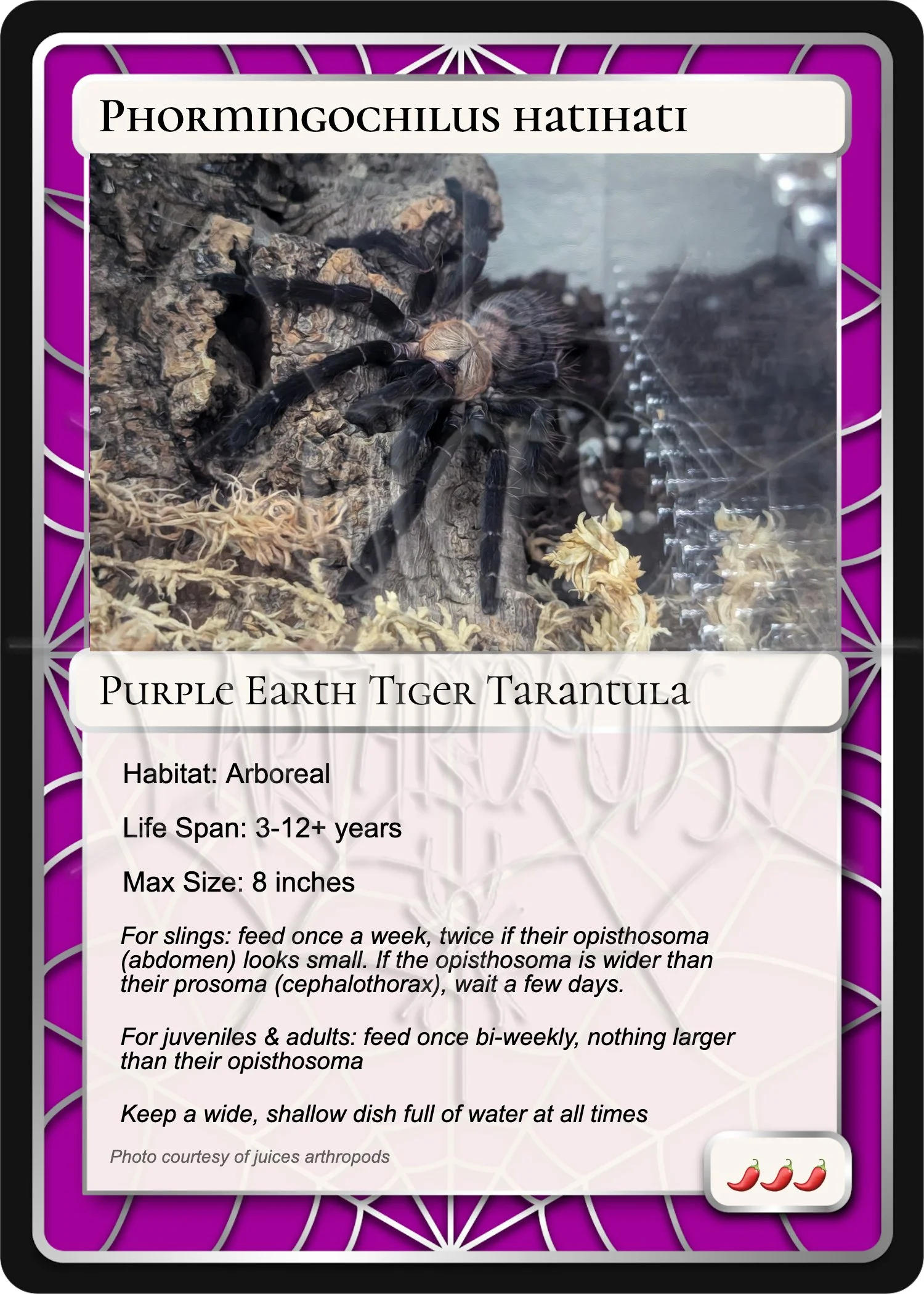 phormingochilus-hatihati-purple-earth-tiger-card.jpg