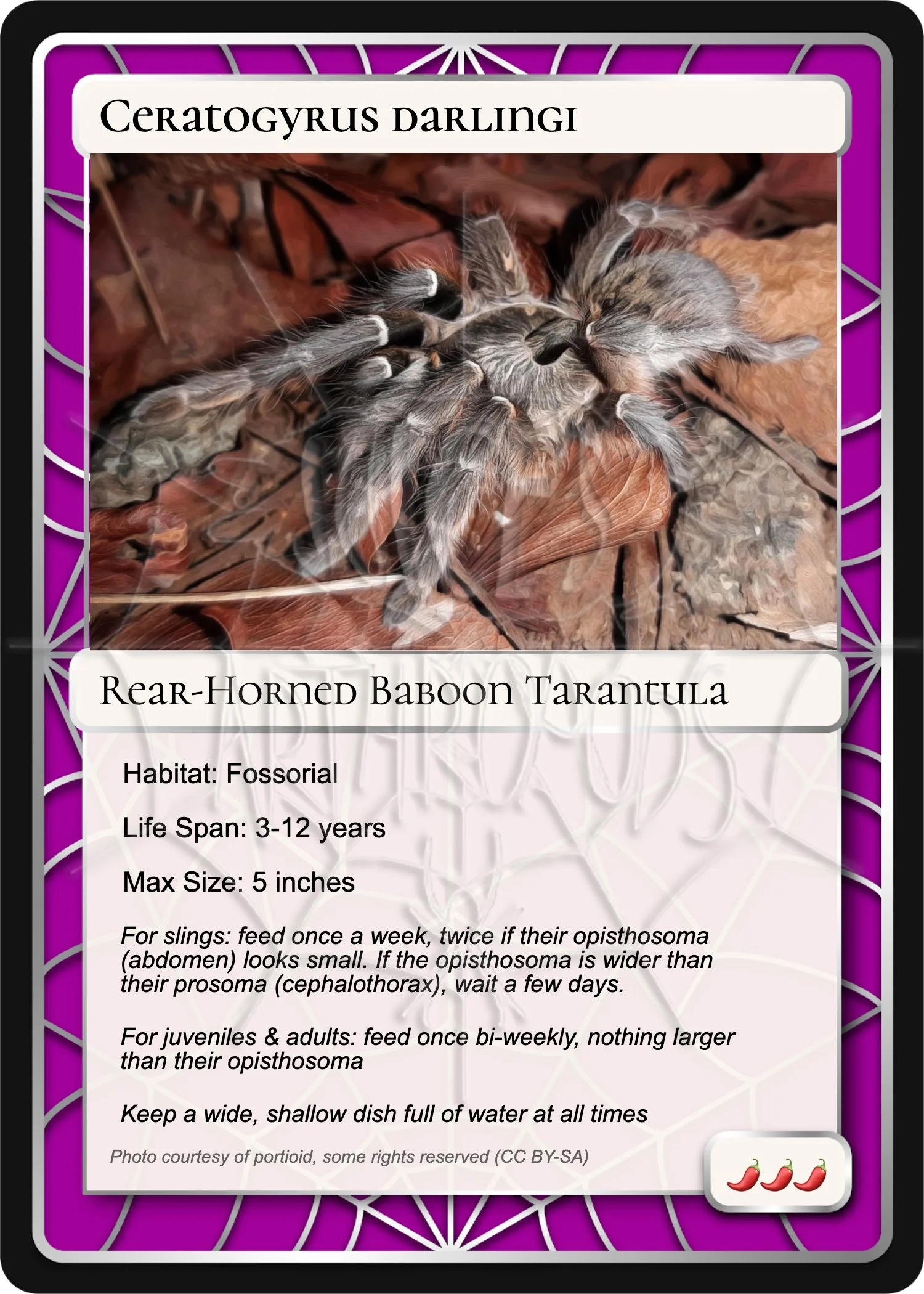 ceratogyrus-darlingi-read-horned-baboon-card.jpg