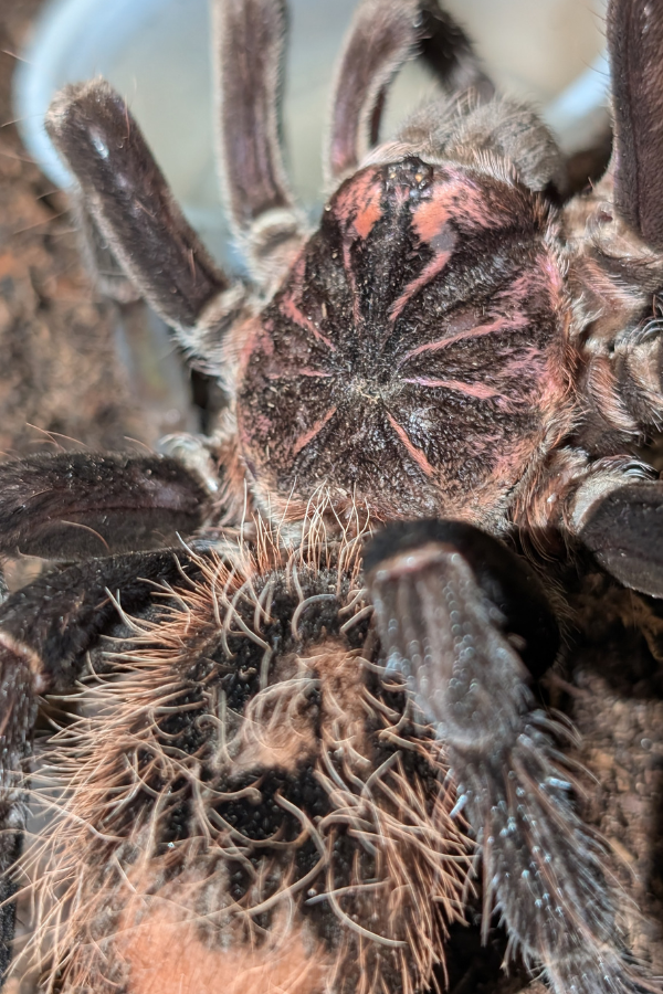 xenesthis-immanis-colombian-lesserblack-tarantula-female-front.png