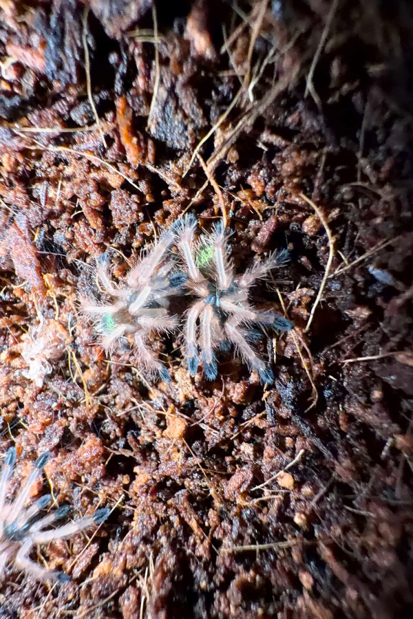 Ephebopus_uatuman_Emerald_Skeleton_Sling.png