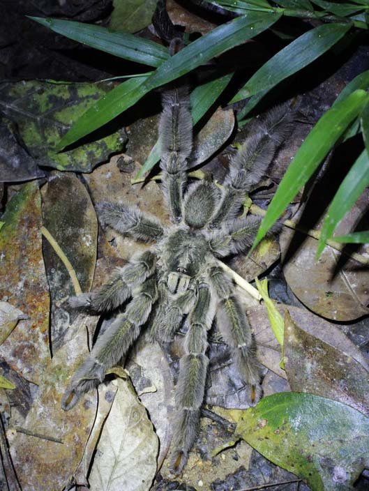 A photograph of a single Psalmopoeus cambridgei (Trinidad Chevron Tarantula)