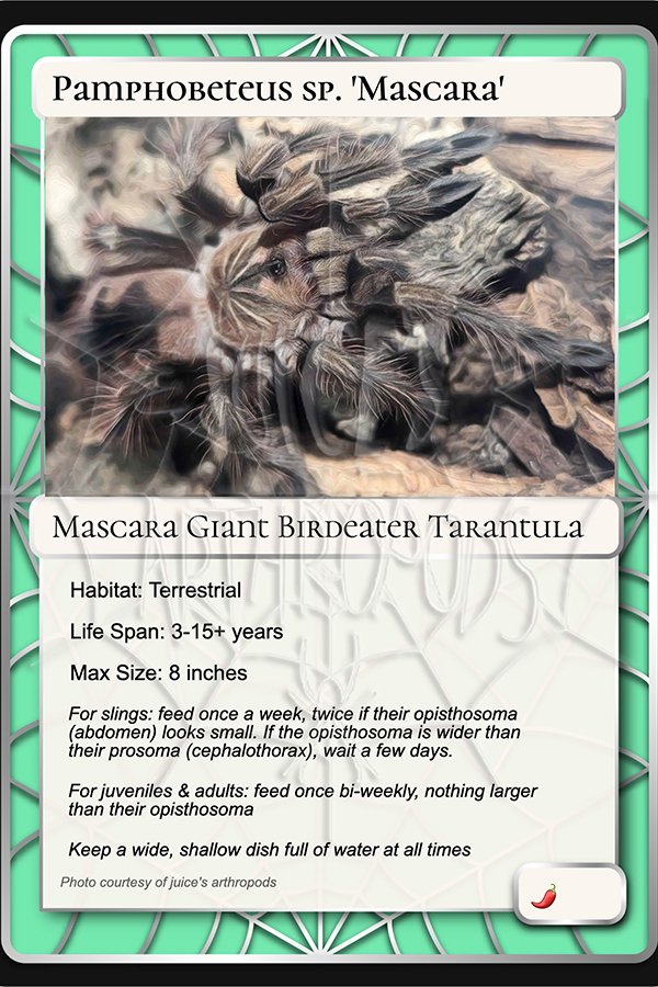 pamphobeteus-sp-mascara-mascara-giant-birdeater-card.jpg