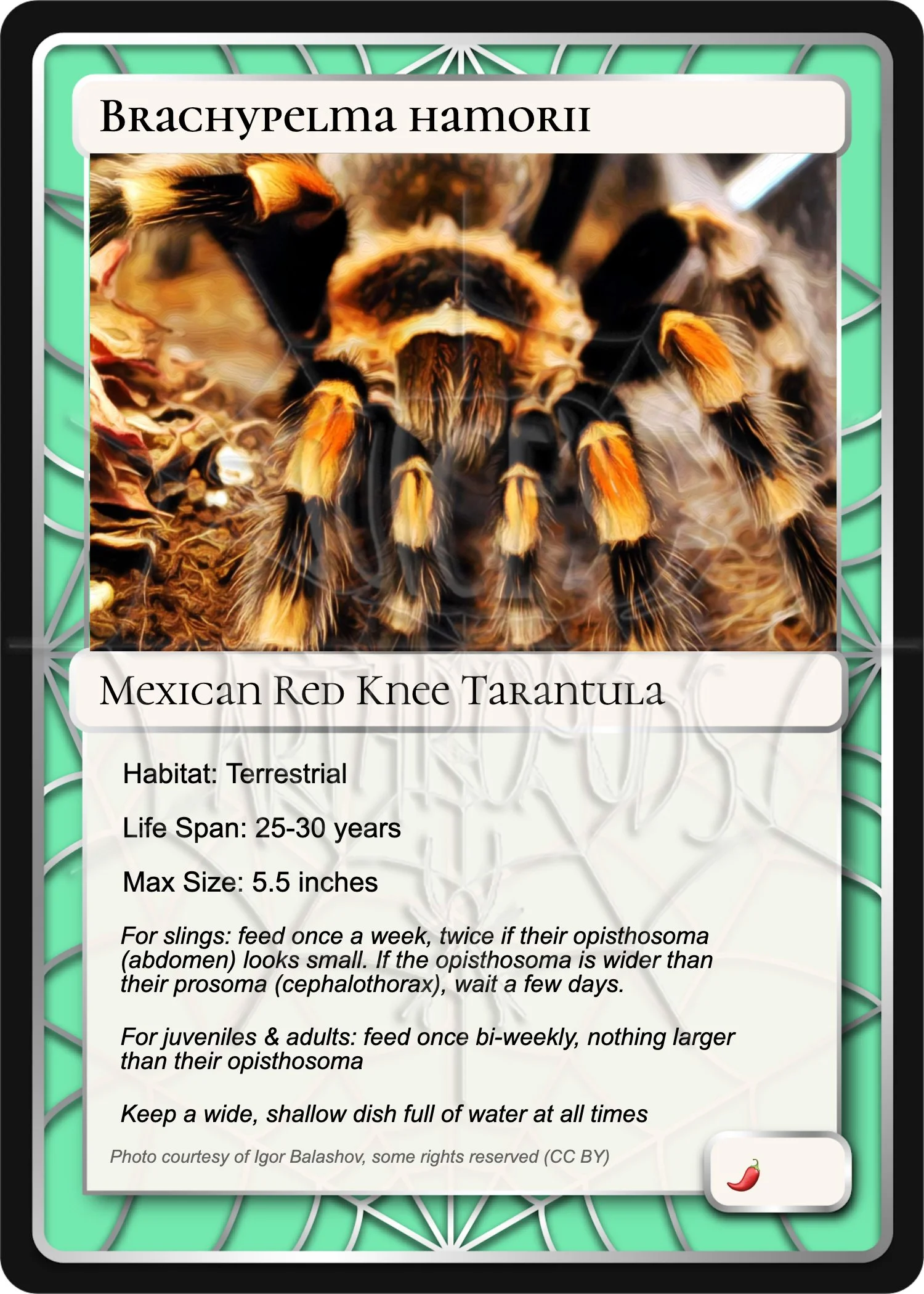 brachypelma-hamorii-mexican-red-knee-card.jpg