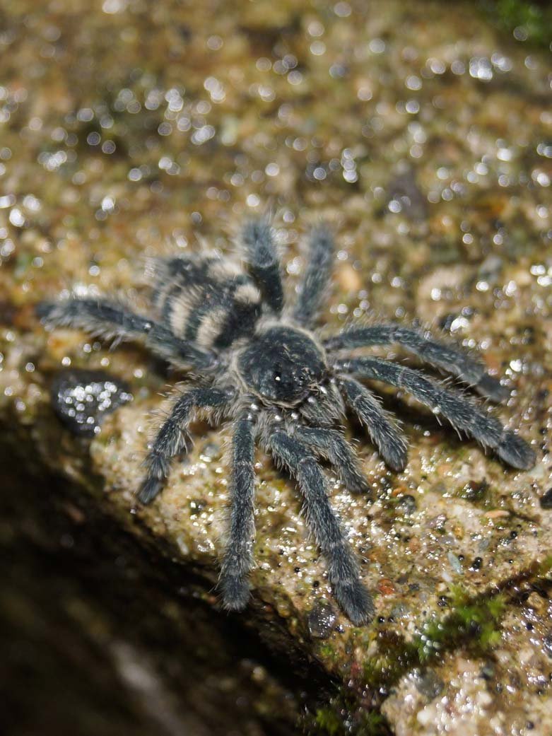 A photograph of a single Avicularia purpurea (Purple Pinktoe Tarantula)