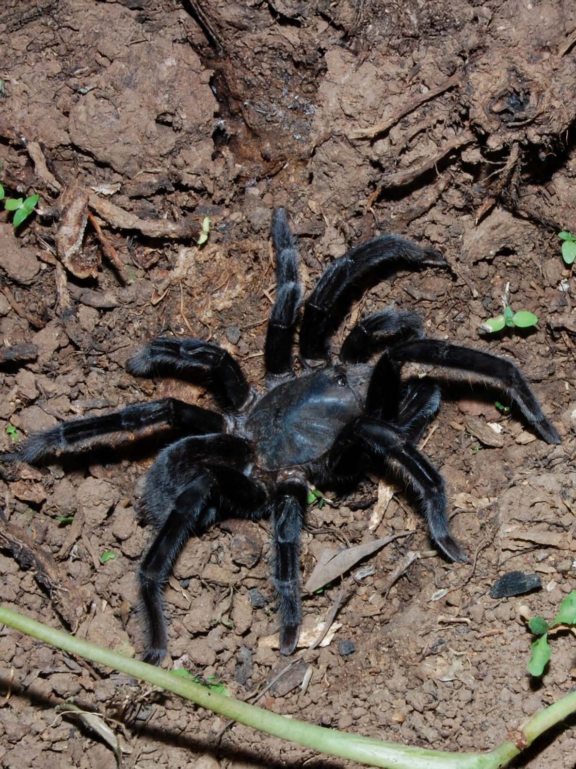 selenocosmia-javanensis-java-yellow-knee-tarantula-2.jpg