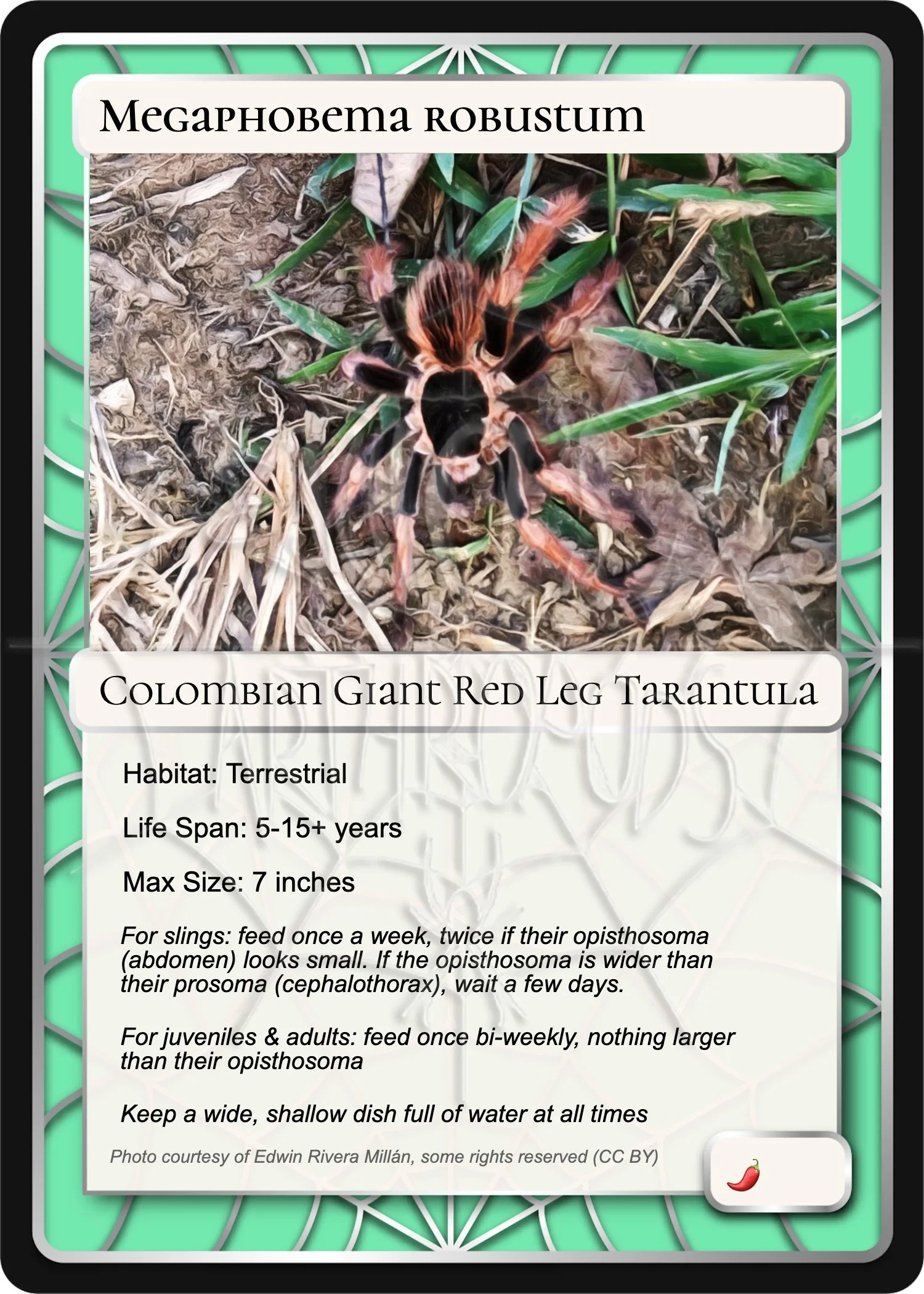 megaphobema-robustum-colombian-giant-red-leg-card.jpg