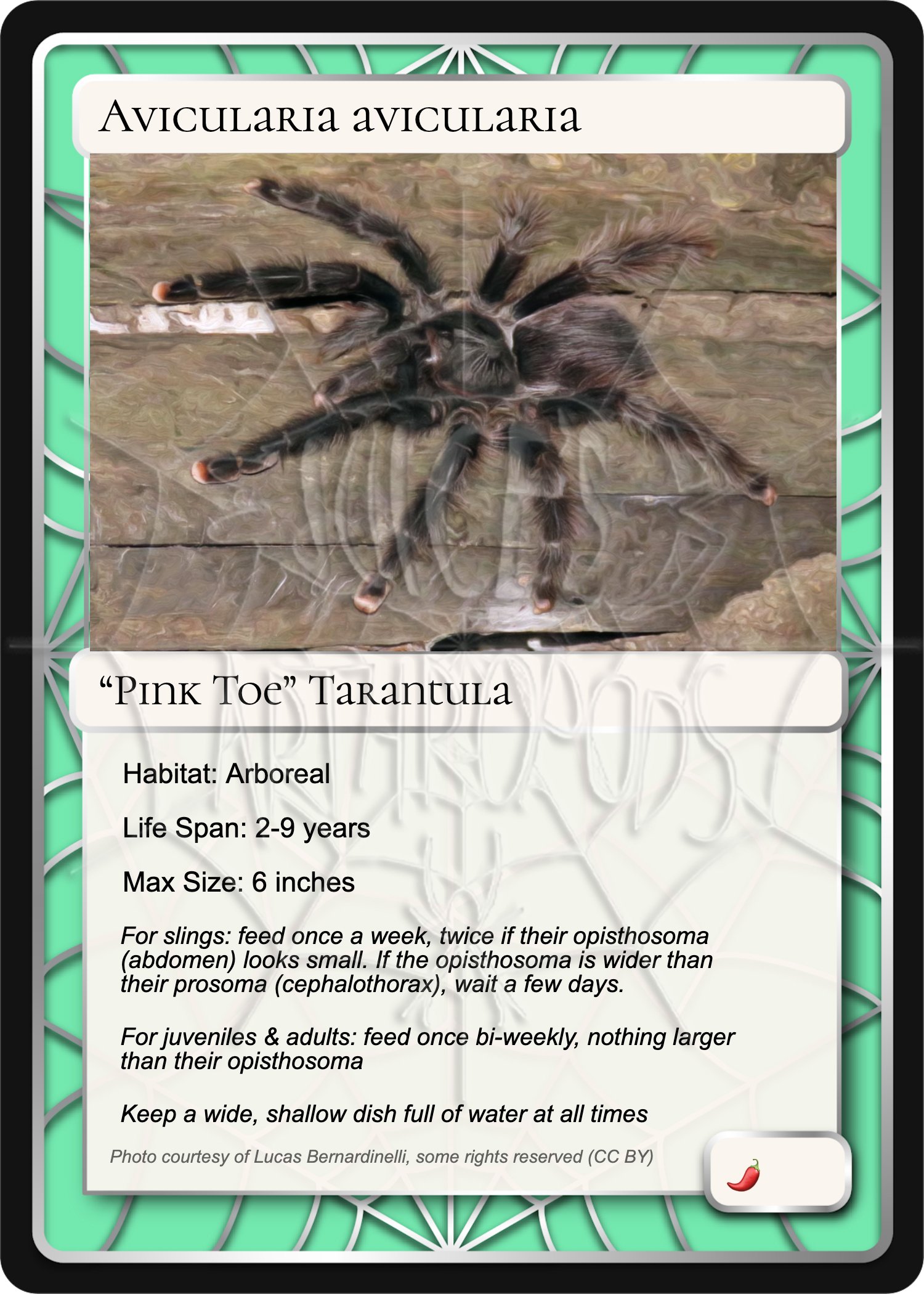 avicularia-avicularia-pink-toe-card.jpg