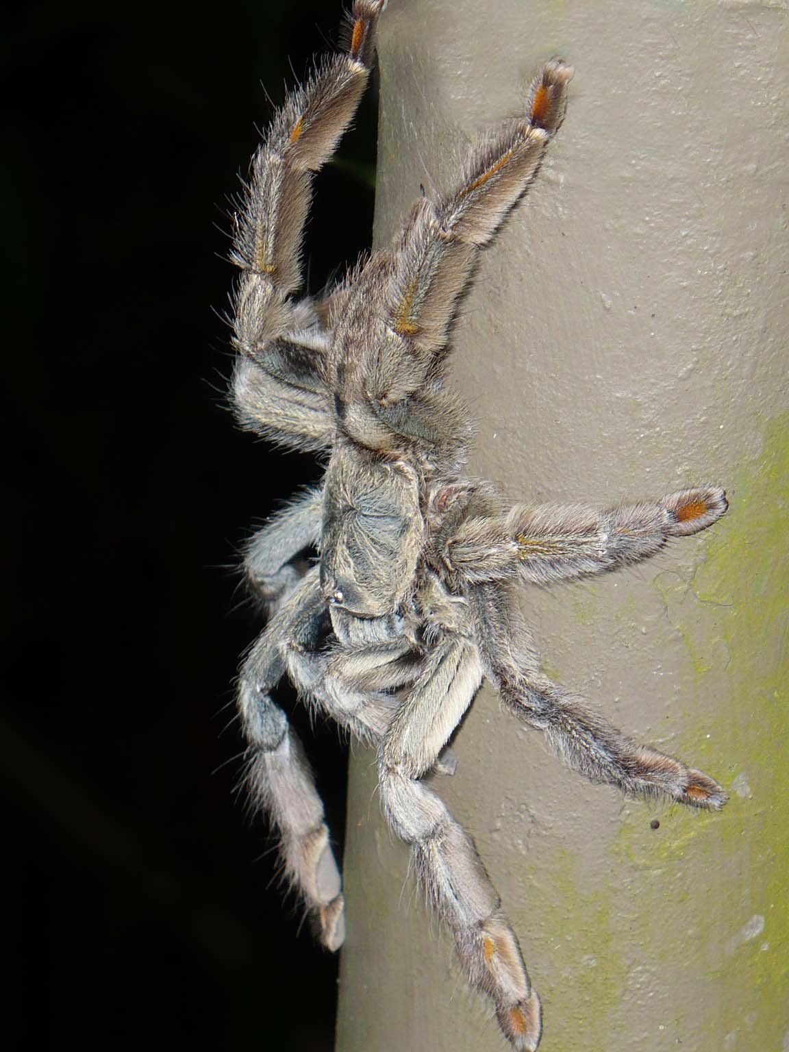 A photograph of a single Psalmopoeus cambridgei (Trinidad Chevron Tarantula)