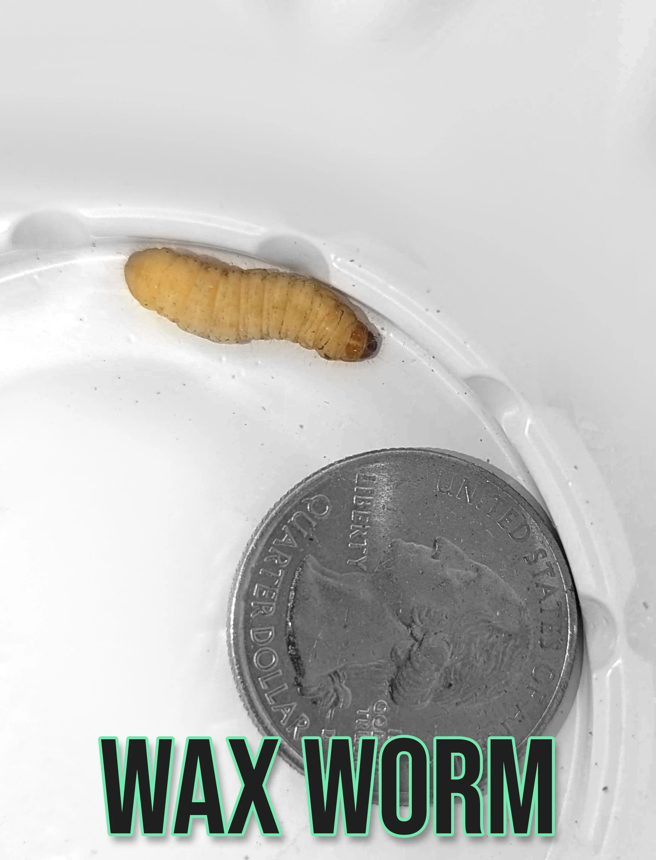 waxworm.jpg