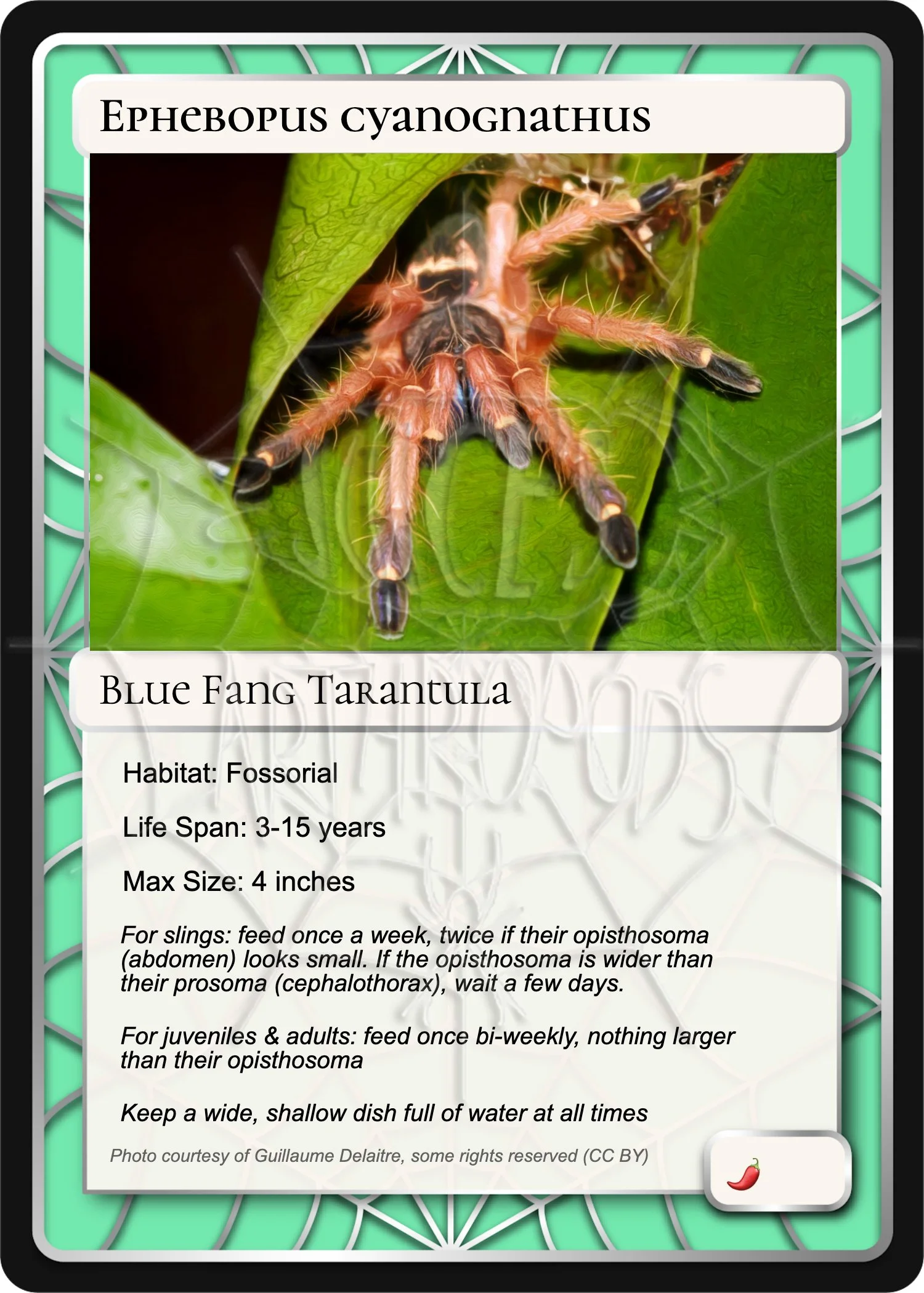 Ephebopus cyanognathus Card