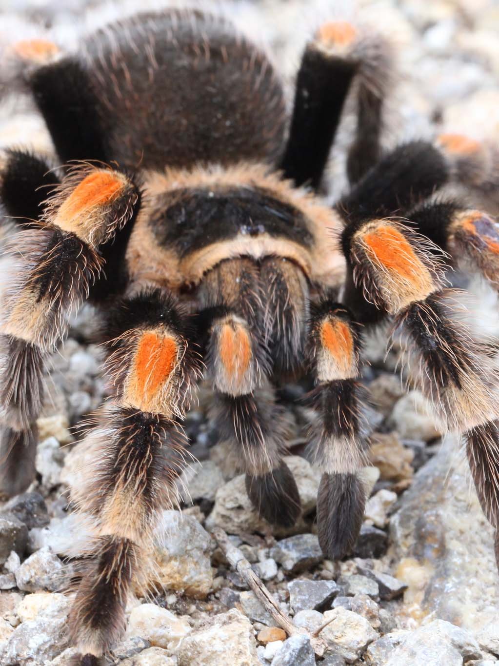 A photograph of a single Brachypelma hamorii (Mexican Red Knee Tarantula)