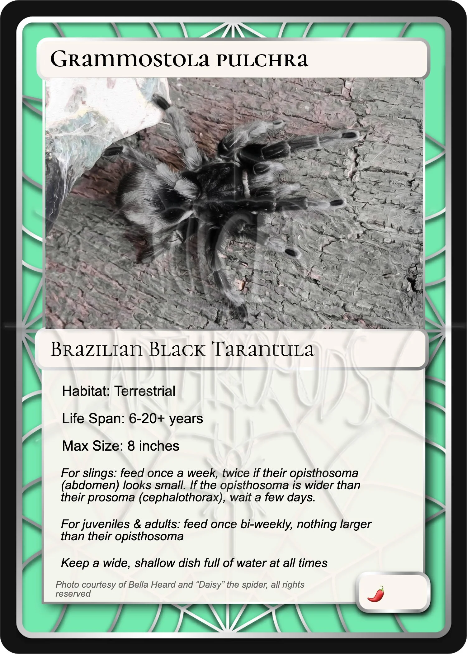 grammostola-pulchra-brazilian-black-card.jpg
