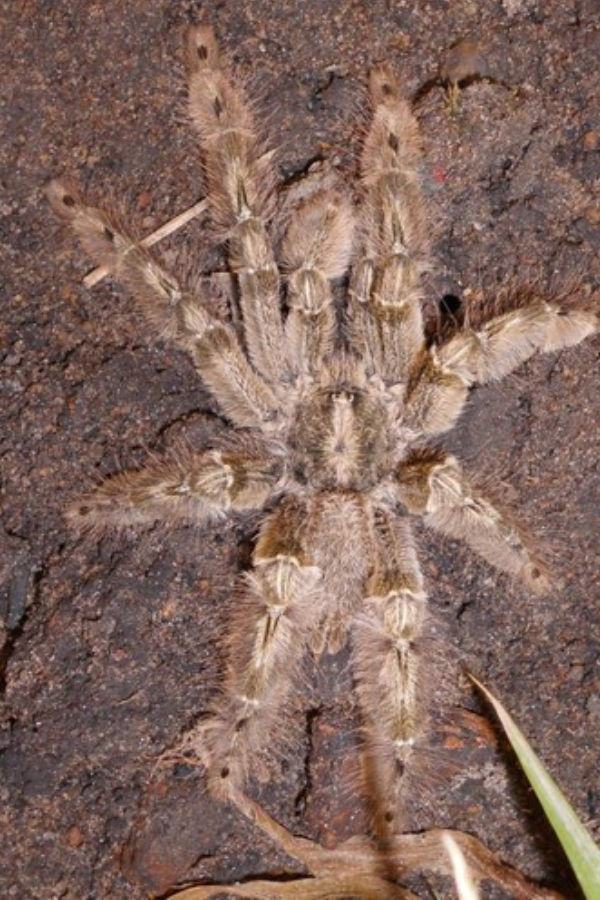Stromatopelma_calceatum_Featherleg_Baboon_Tarantula.png