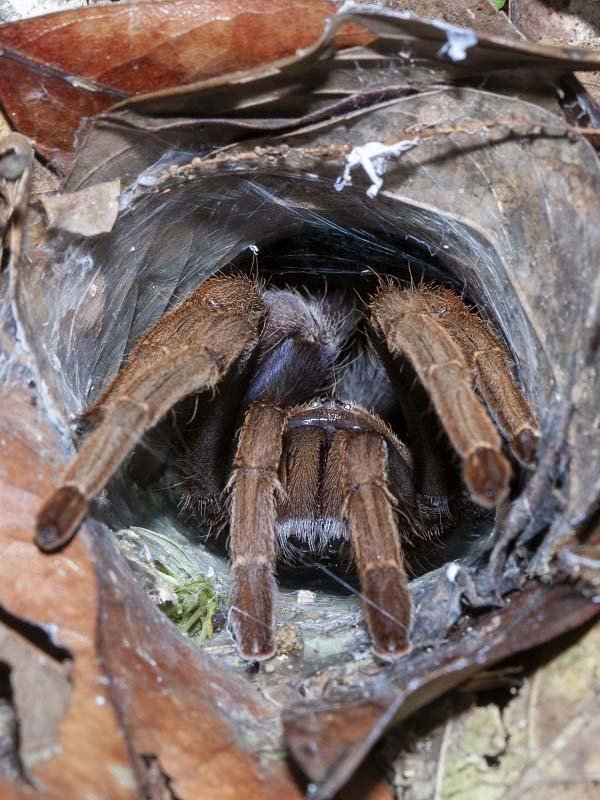 A photograph of a single Coremiocnemis hoggi (Malaysian Purple-Femur Tarantula)