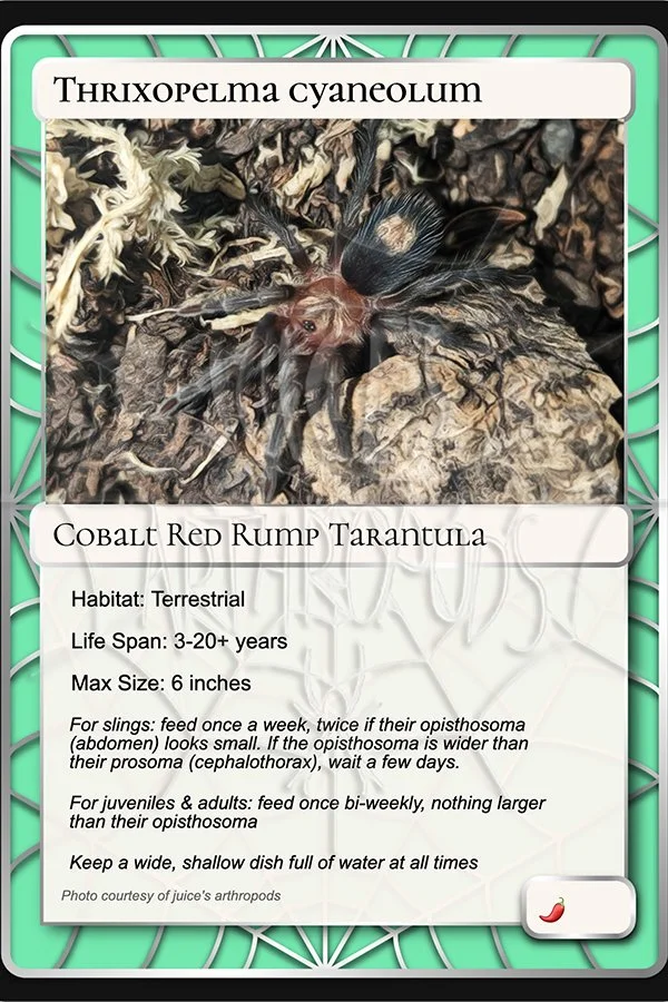 thrixopelma-cyaneolum-cobalt-red-rump-card.jpg