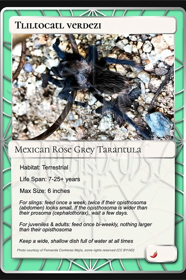 tliltocatl-verdezi-mexican-rose-grey-card.jpg