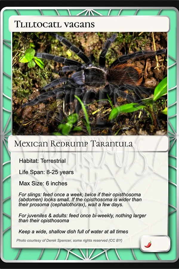 tliltocatl-vagans-mexican-redrump-card.jpg