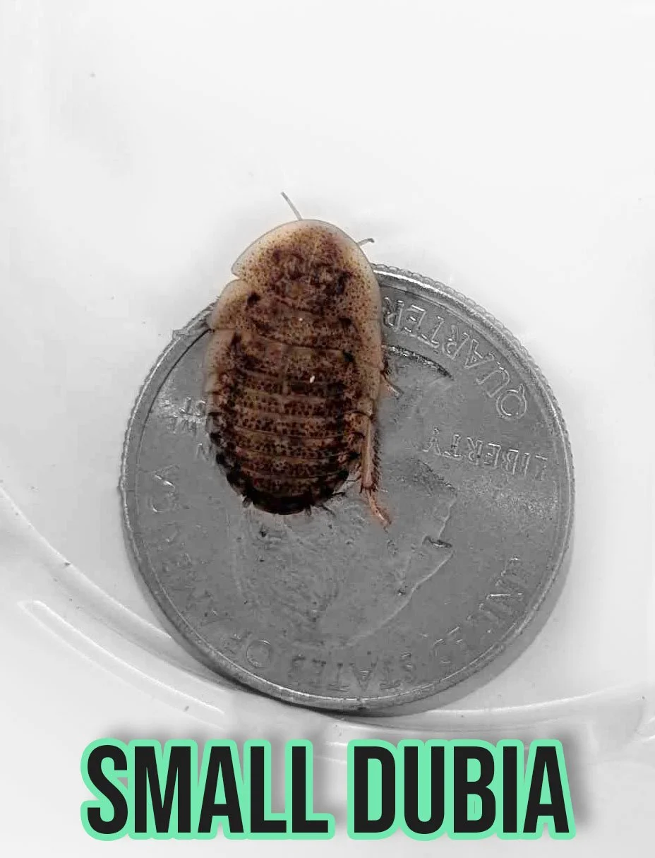 small dubia.jpg