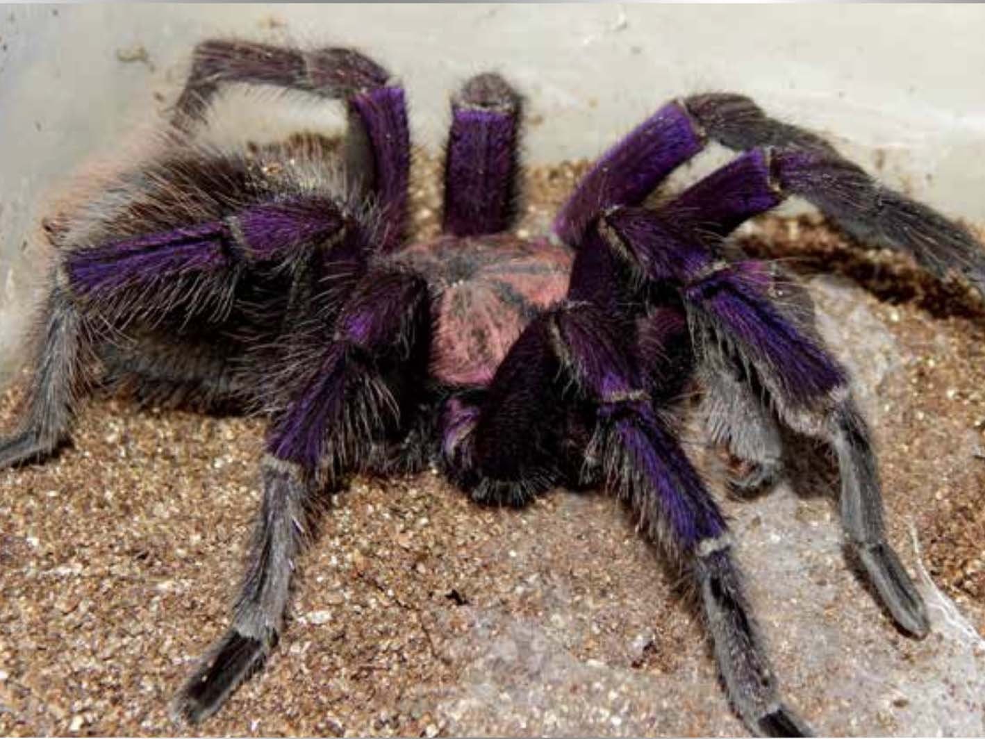 the Pamphobeteus sp ‘South Ecuador Type II” or Ecuadorian Golden Flame Birdeater Tarantula