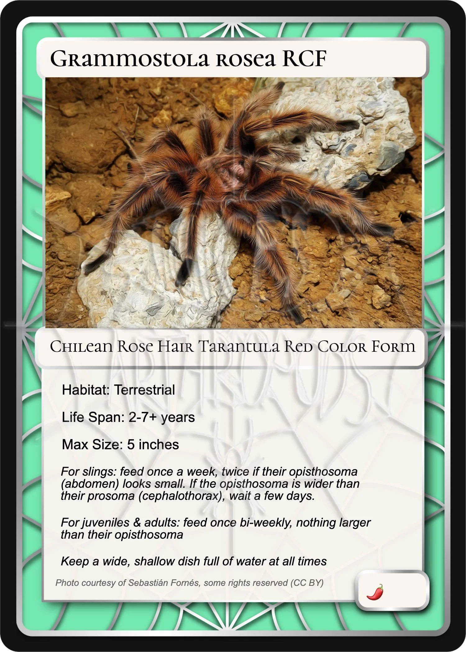 grammostola-rosea-RCF-chilean-rose-hair-red-color-form-card.jpg