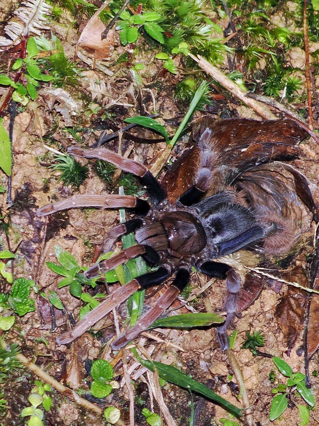 A photograph of a single Coremiocnemis hoggi (Malaysian Purple-Femur Tarantula)