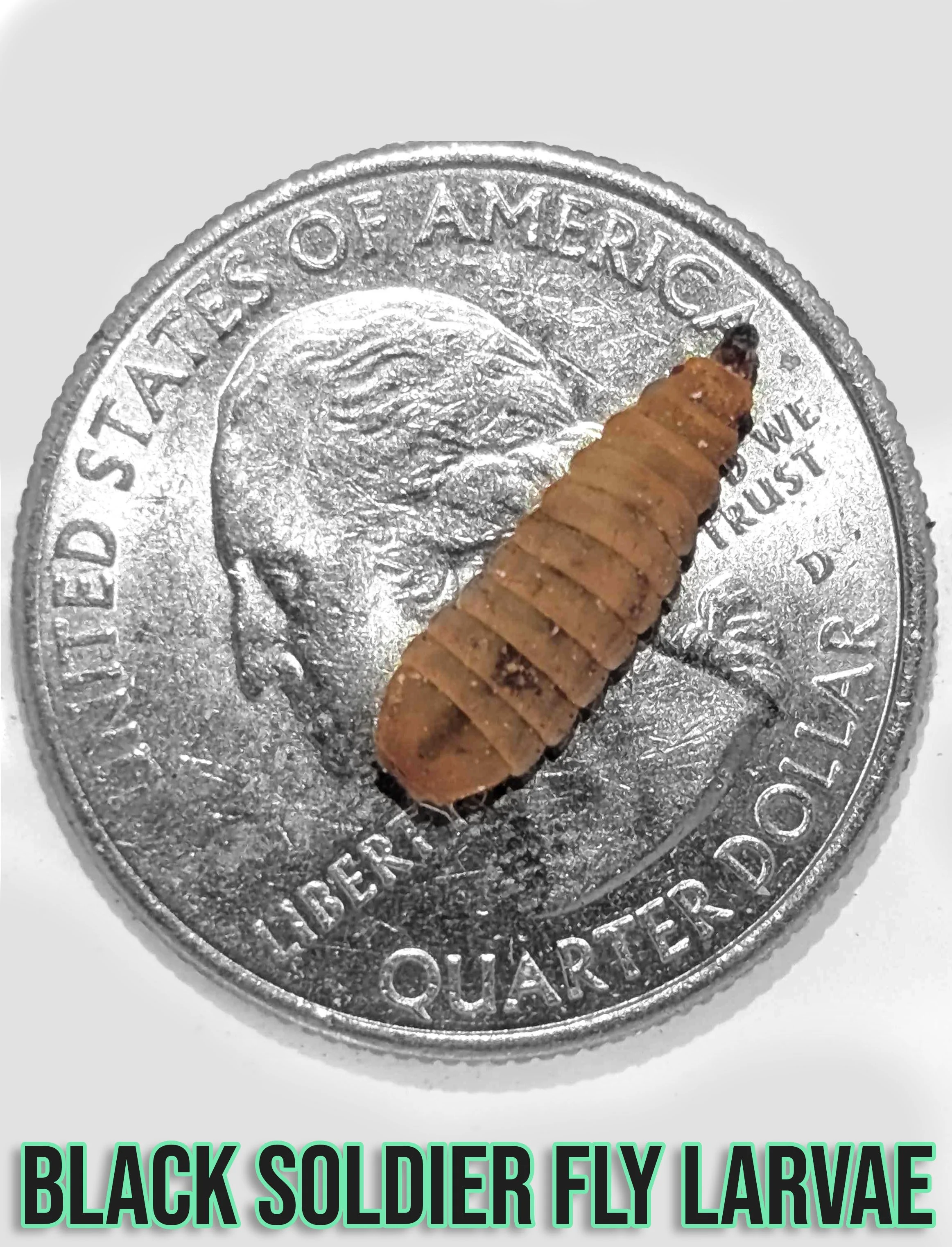 black soldier fly larvae.jpg