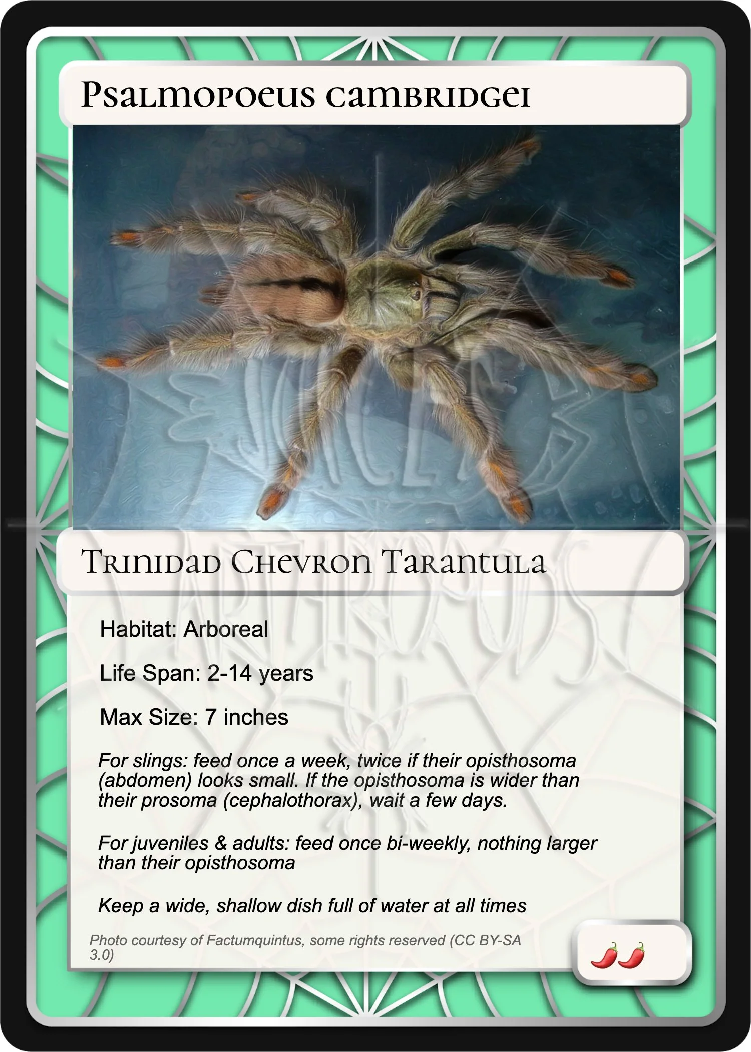 psalmopoeus-cambridgei-trinidad-chevron-card.jpg