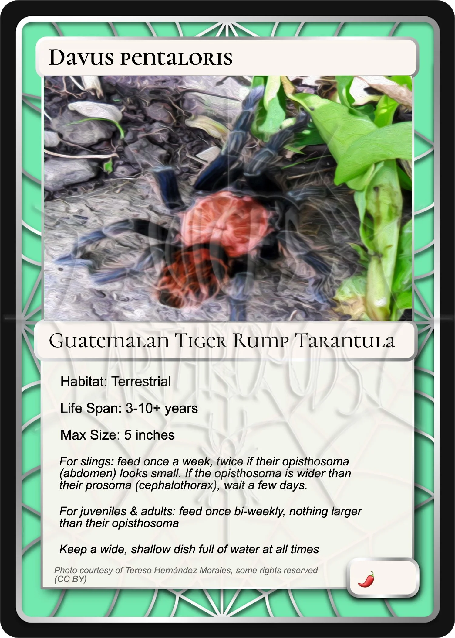 davus-pentaloris-guatemalan-tiger-rump-card.jpg