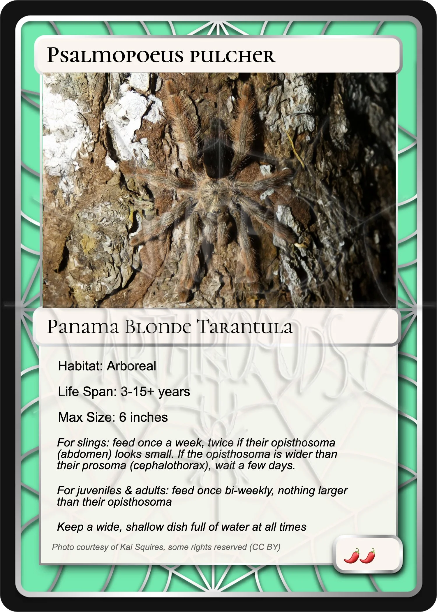 psalmopoeus-pulcher-panama-blonde-card.jpg