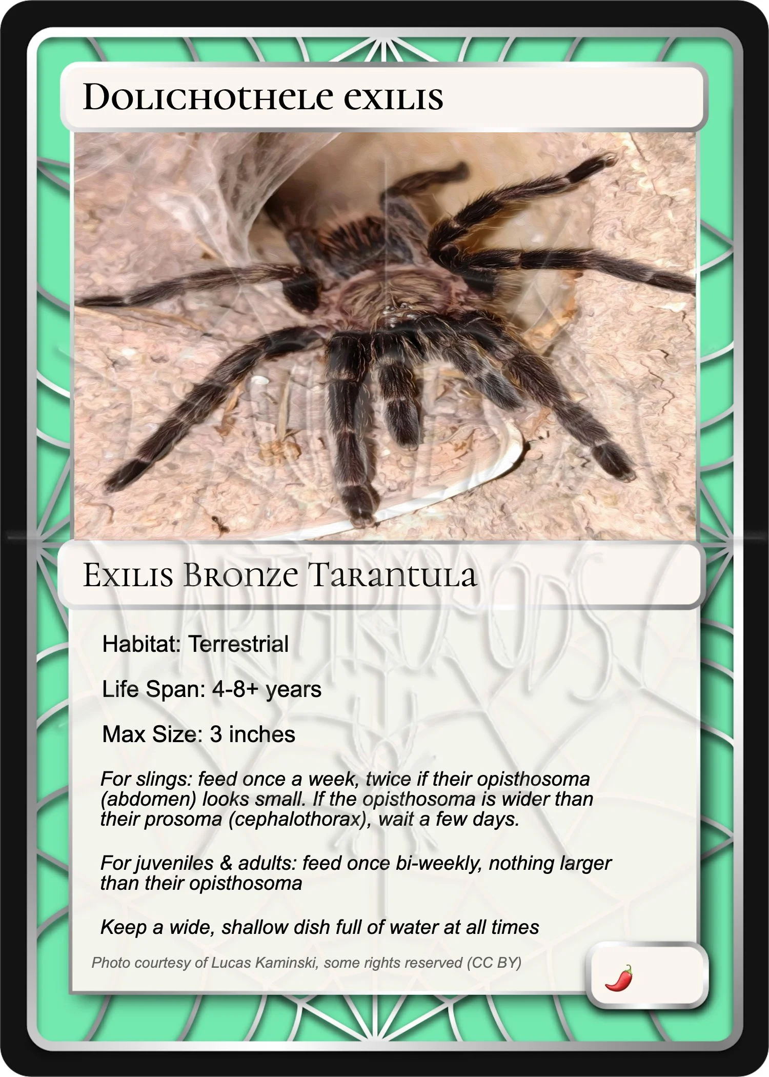 Dolichothele exilis Card