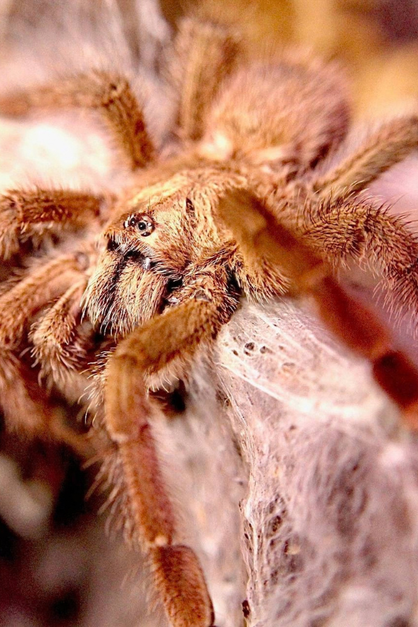 Caribena laeta