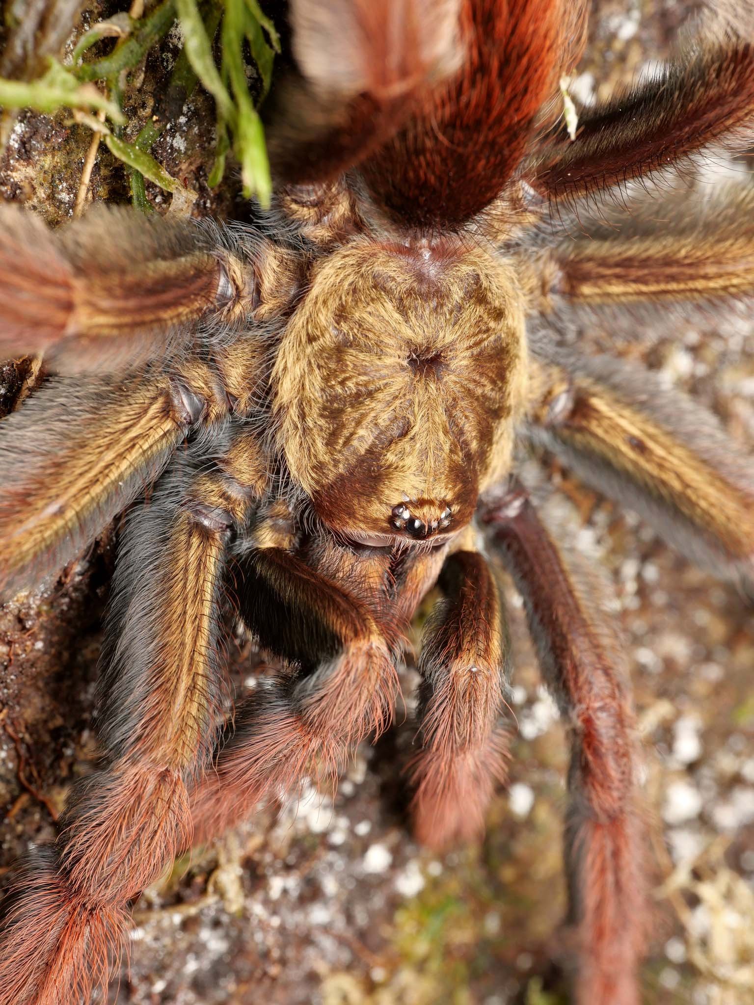 psalmopoeus-ecclesiasticus-ecuador-olive-tree-spider-2.jpg