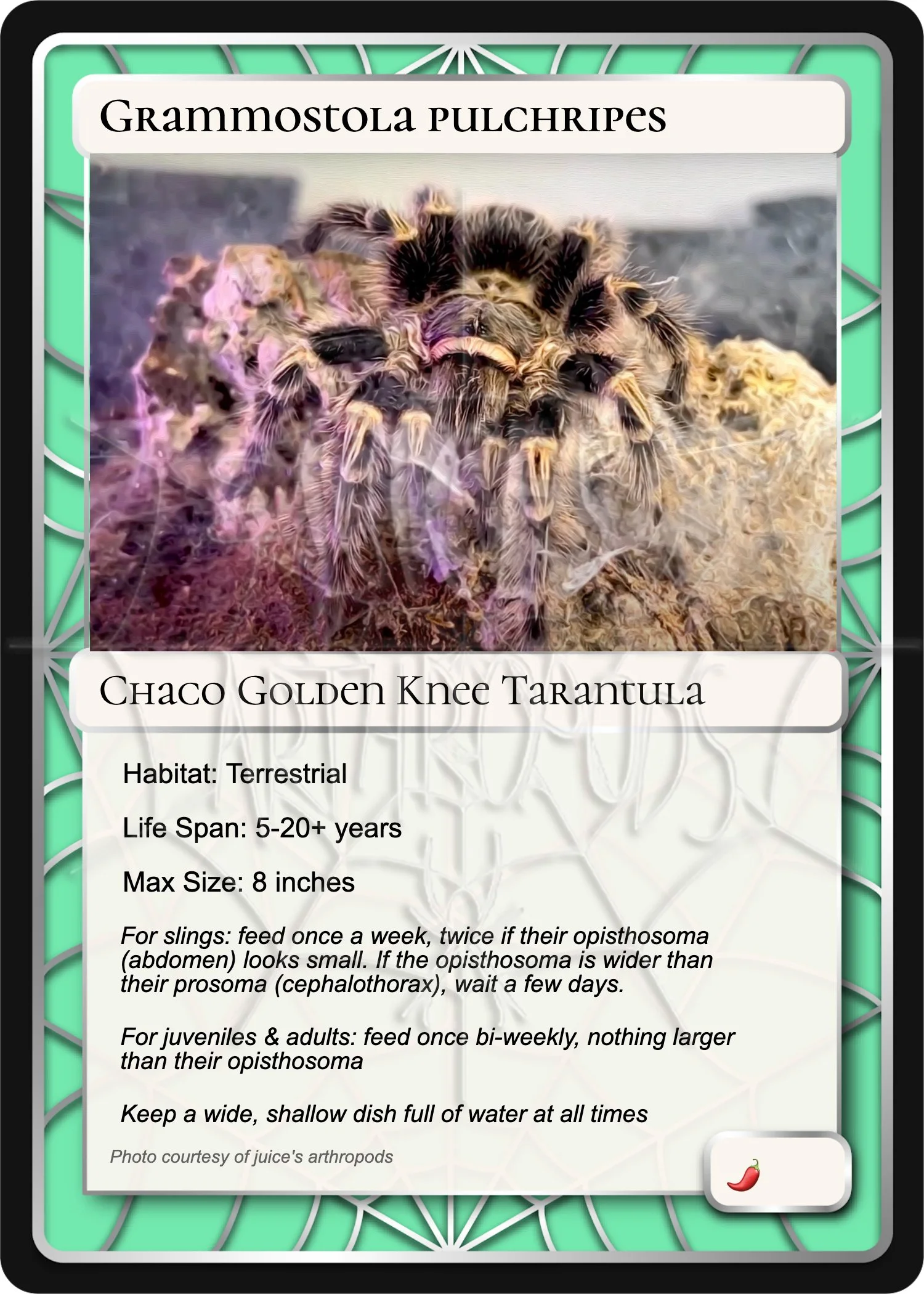 grammostola-pulchripes-chaco-golden-knee-card.jpg