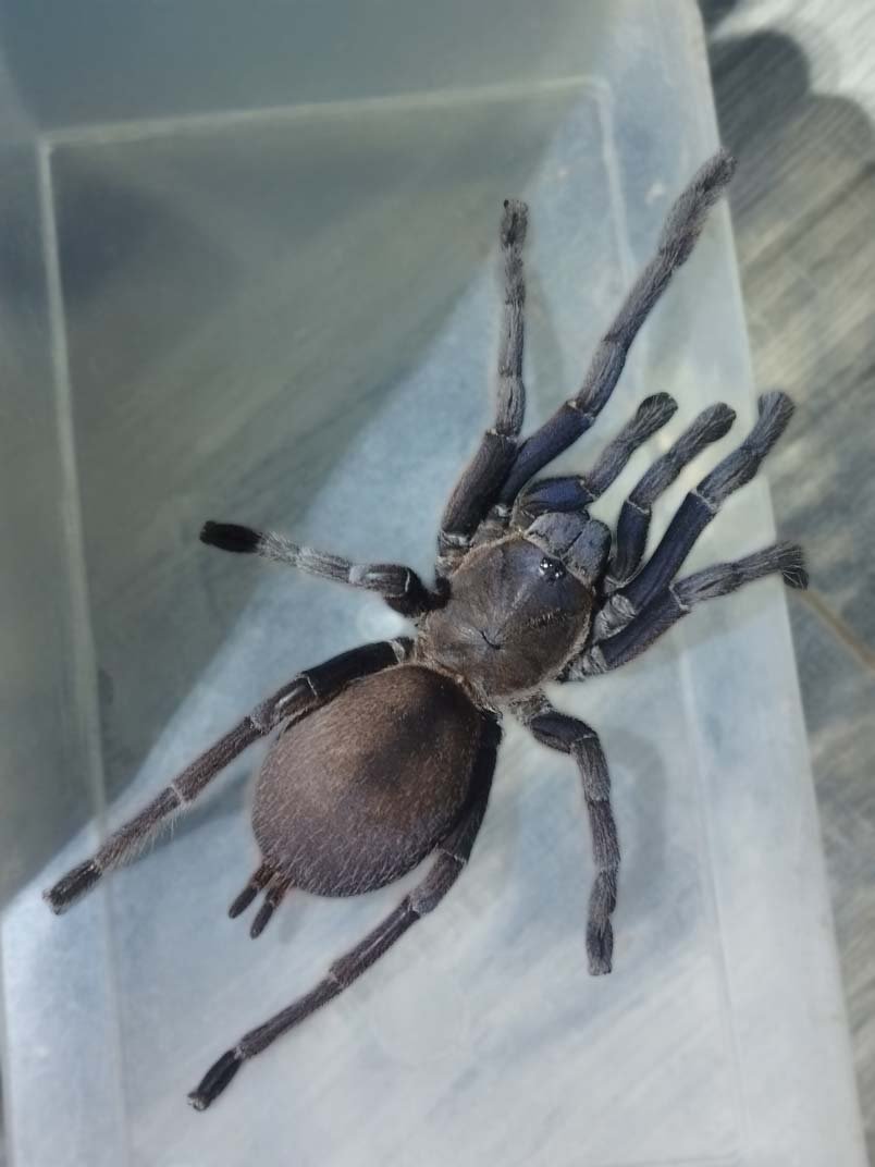 A photograph of a single Chilobrachys dyscolus (Vietnam Blue Tarantula)
